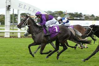 Dijon Bleu won her third stakes race in a row when she took out the Soliloquy Stakes. Photo: Trish Dunell